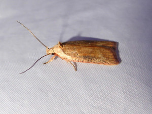 Agonopteryx sp. 17 07 2021 Col de Chatou JESC (11).JPG