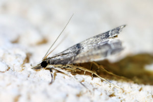 Diplopseustis perieresalis (1)_redimensionner.jpg