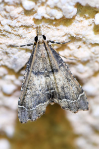 Diplopseustis perieresalis (2)b_redimensionner.jpg