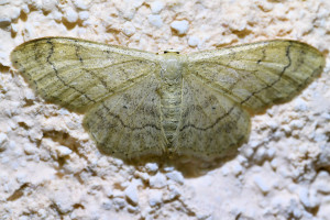 Idaea deversaria (1)_redimensionner.jpg