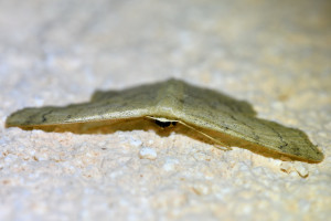 Idaea deversaria (2)_redimensionner.jpg