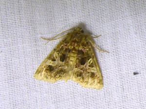 1413 Hadena perplexa 05 08 2021 Lissieu Bois Dieu JESC (120).JPG
