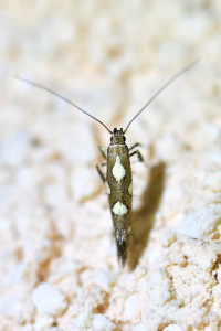 Calybites phasianipennella (1).jpg