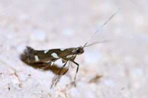 Calybites phasianipennella (2).jpg
