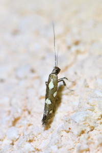Calybites phasianipennella (3).jpg