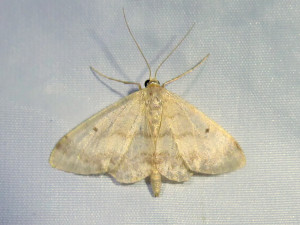 1-0202 Idaea straminata 21 08 2021 St Clément-les-Places Petit Robert  (121).JPG