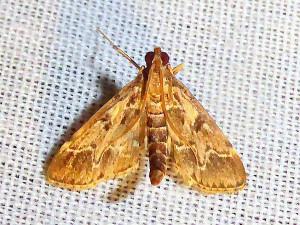 22 08 2021 Lissieu Bois Dieu JESC (257).JPG