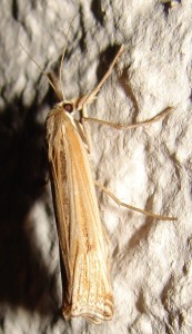 Ancylolomia tentaculella bis (4).JPG