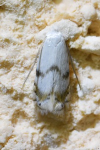 leucoptera (2)_redimensionner.jpg