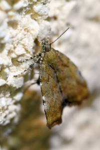 Choreutis nemorana  b(1)_redimensionner.jpg