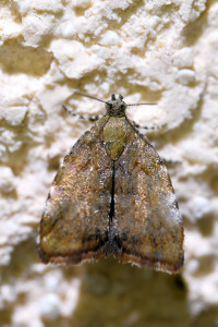 Choreutis nemorana b (2)_redimensionner.jpg