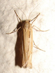 Ancylolomia tentaculella bis (3).JPG