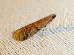 Ephestia woodiella 29 08 2021 Lissieu Bois Dieu JESC (82).JPG