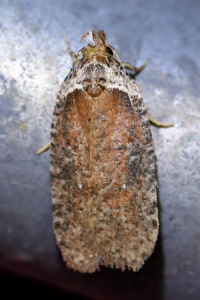 Agonopterix cnicella 1_redimensionner.jpg