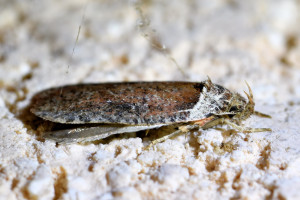 Agonopterix cnicella 2_redimensionner.jpg