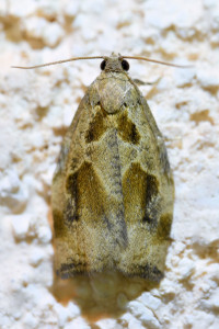 Archips crataegana  (1)b_redimensionner.jpg