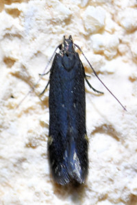 Aproaerema anthyllidella (1)b_redimensionner.jpg