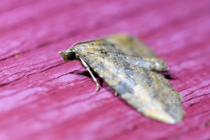 Nycterosea obstipata (1)b_redimensionner.jpg