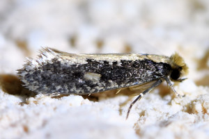 Monopis crocicapitella 1_redimensionner.jpg