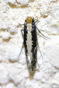 Monopis crocicapitella  b_redimensionner.jpg