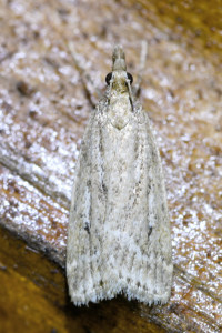 Eudonia pallida (3)_redimensionner.jpg