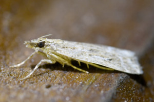 Eudonia pallida (4)_redimensionner.jpg