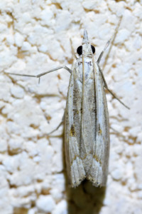 Agriphila geniculea 2 (1)_redimensionner.jpg