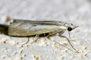 Agriphila geniculea 2 (2)_redimensionner.jpg