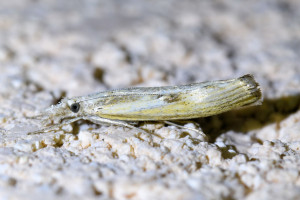 Agriphila geniculea  (1)_redimensionner.jpg