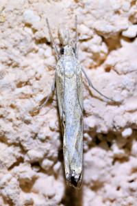 Agriphila geniculea  (2)_redimensionner.jpg