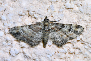 Gymnoscelis rufifasciata_1.jpg