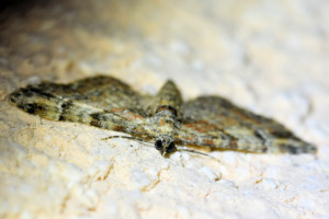 Gymnoscelis rufifasciata_2.jpg