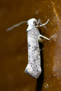 c3 Paraswammerdamia nebulella .jpg