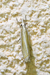 Crambus pascuella-Le Crambus des pâturages  (1a)_redimensionner.jpg