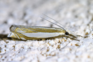 Crambus pascuella-Le Crambus des pâturages  (3)_redimensionner.jpg