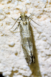 Morophaga choragella  (1)_redimensionner.jpg