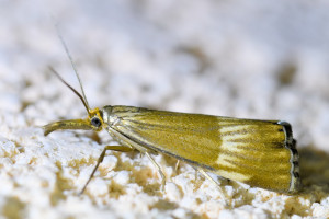 Chrysocrambus linetella (2)_redimensionner.jpg