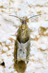 Ancylis comptana (1).jpg