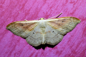 idaea rubraria (1)_redimensionner.jpg