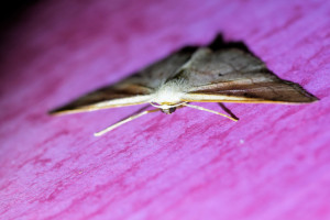 idaea rubraria (2)_redimensionner.jpg