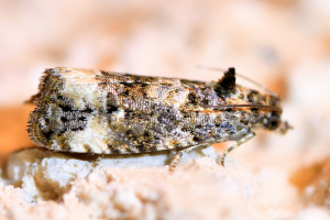 Endothenia marginana ptetre (1).jpg