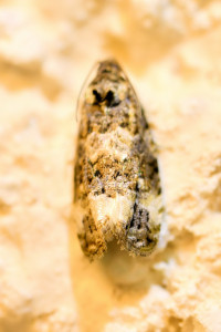 Endothenia marginana ptetre n_redimensionner.jpg