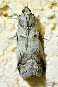 Acrobasis consociella  (1)_redimensionner.jpg