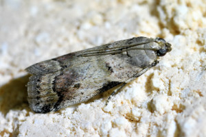 Acrobasis consociella  (2)_redimensionner.jpg