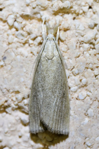 Chilo phragmitella (2)_redimensionner.jpg