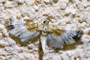 Eupithecia breviculata 2_redimensionner.jpg