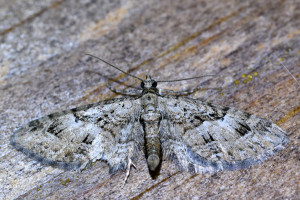 Eupithecia abbreviata  4_redimensionner.jpg