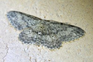 idaea seriata_redimensionner.jpg