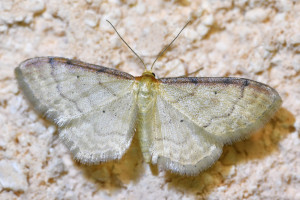 Idaea humiliata_redimensionner.jpg