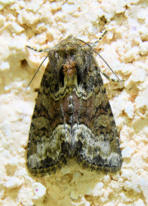 oligia ptetre latruncula_redimensionner.jpg